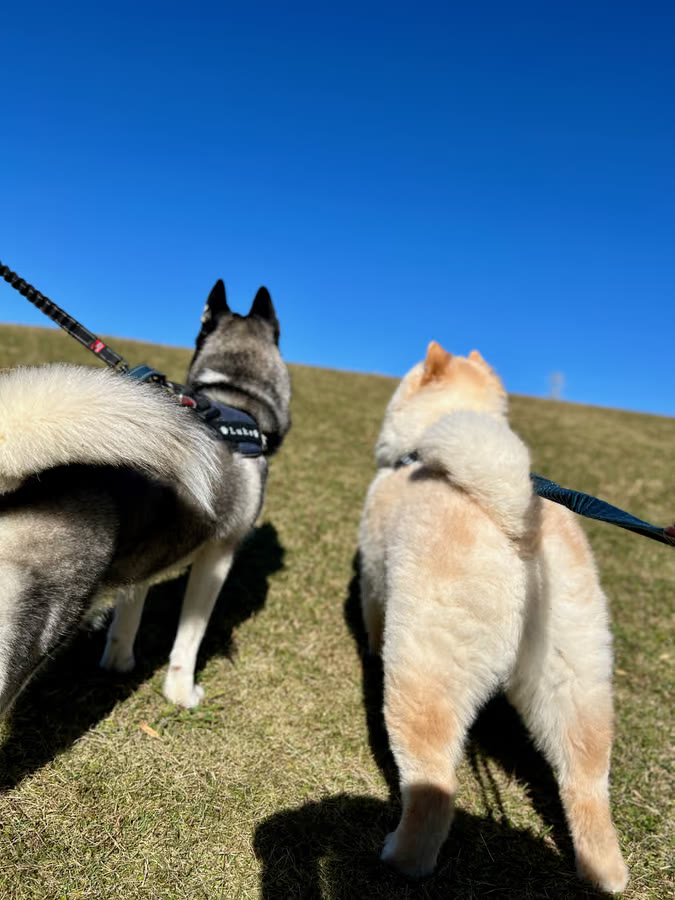 青空の下を一緒に歩く2頭の大型犬